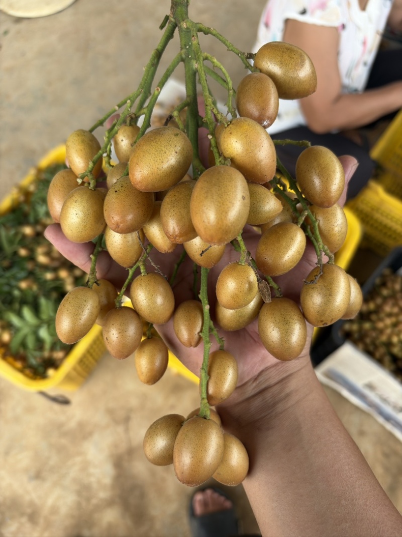 广西黄皮果无籽黄皮鸡心黄皮、土黄皮、黑金刚黄皮果代办包园