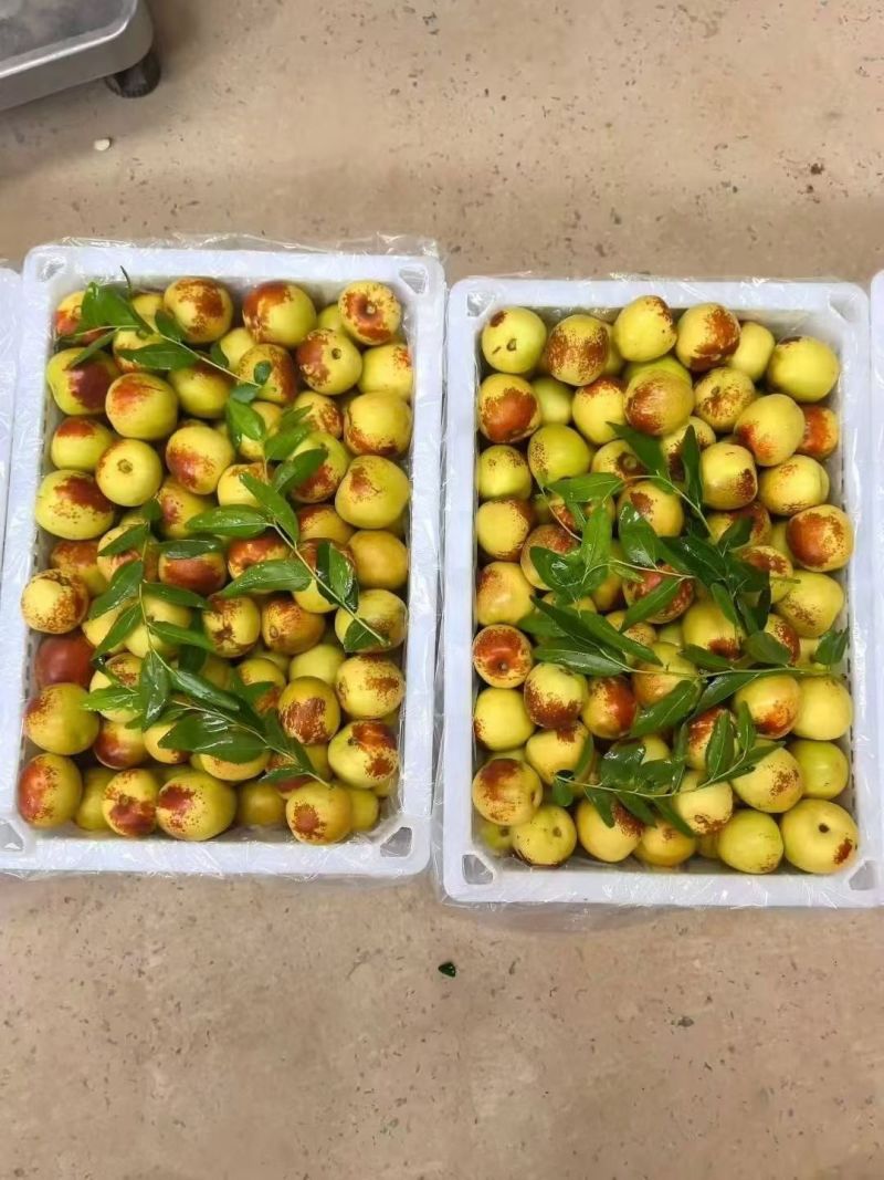 大荔冬枣产地直发拐一冷库一件代发商超供货