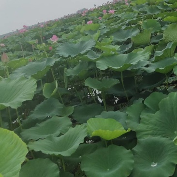 鲜荷叶