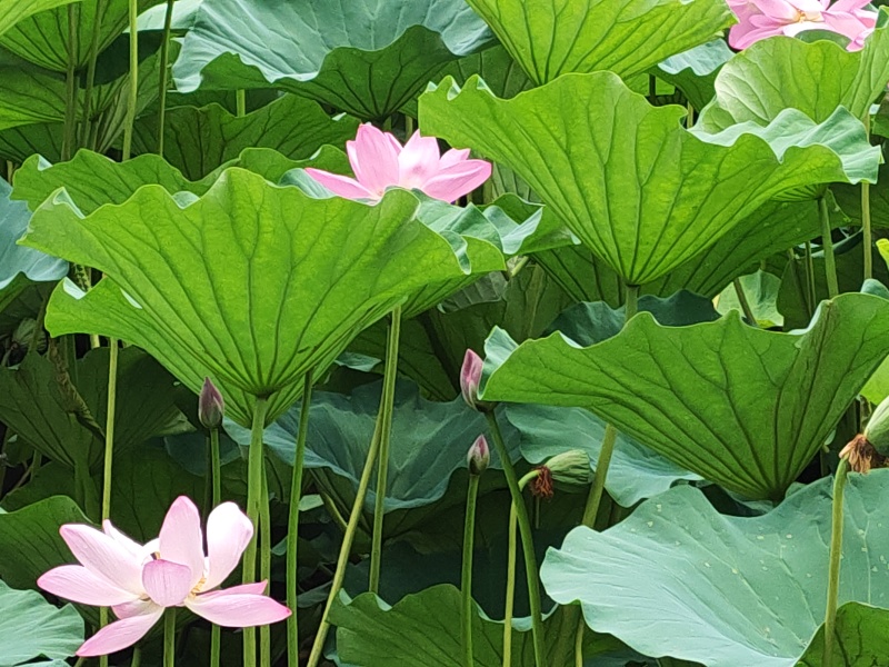 鲜荷叶