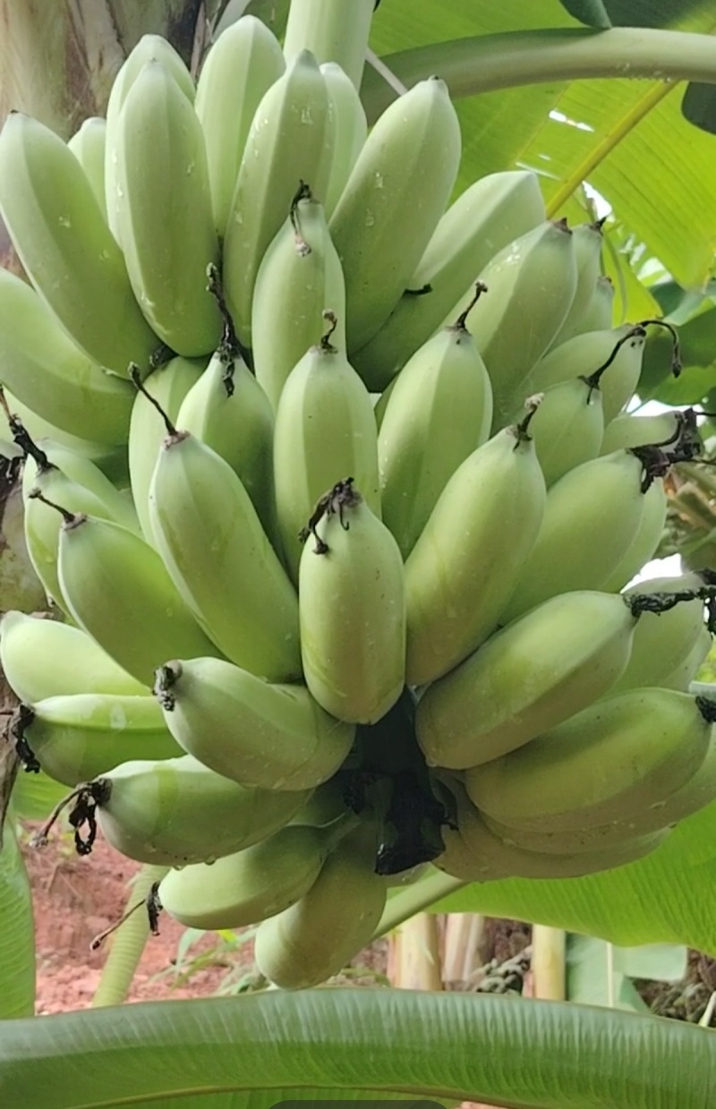 高州本地高山精品粉蕉