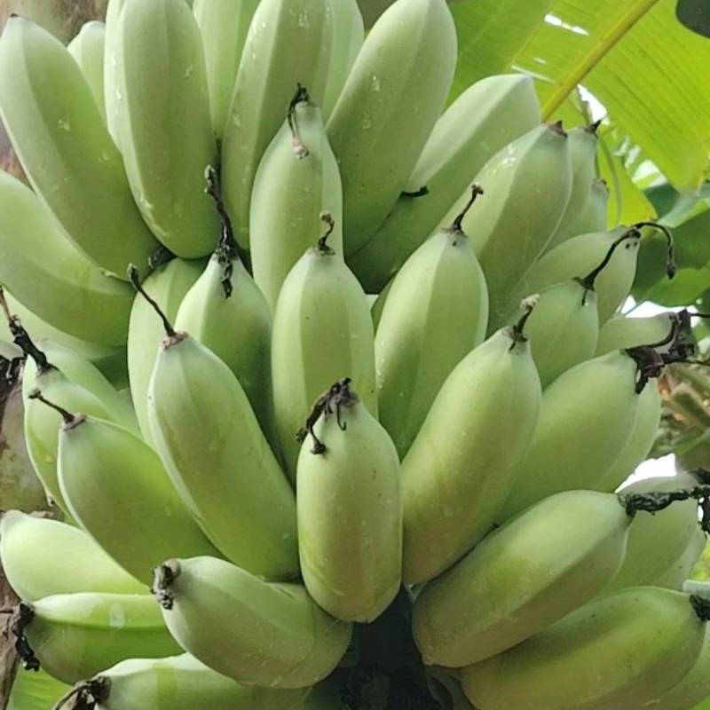 高州本地高山精品粉蕉