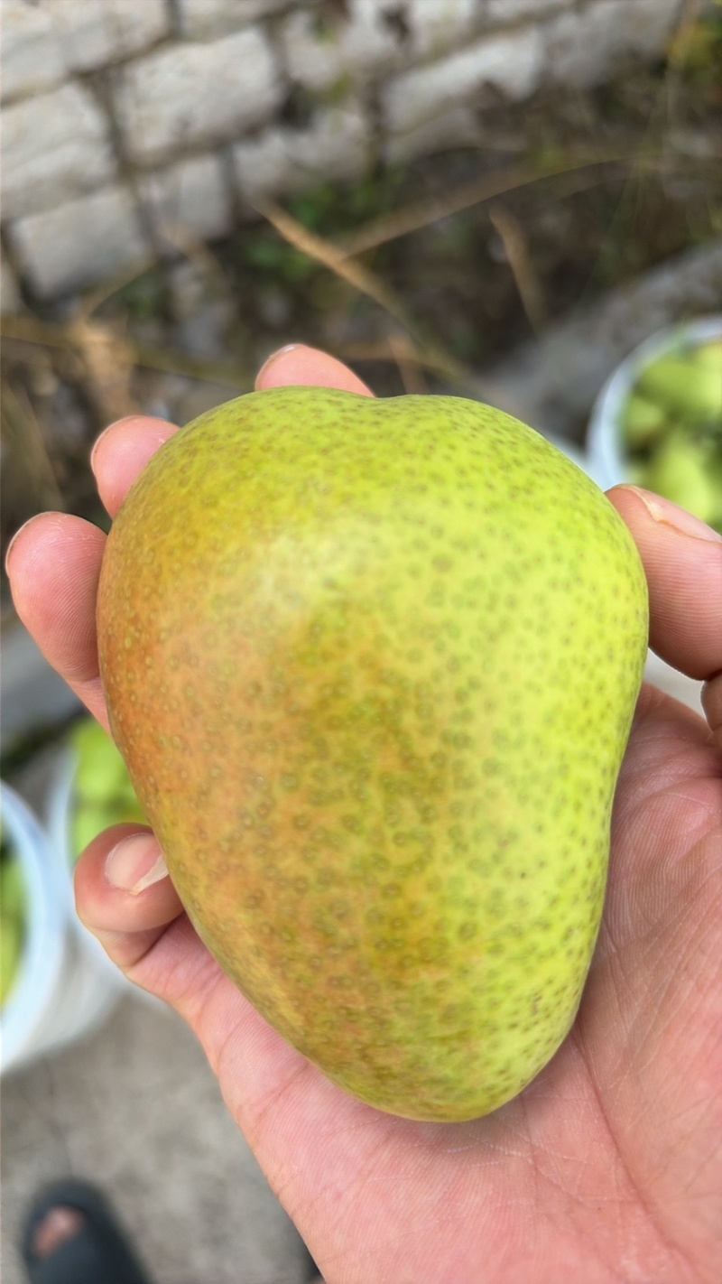 巴梨原产地万亩种植精品果每天农户新鲜采摘
