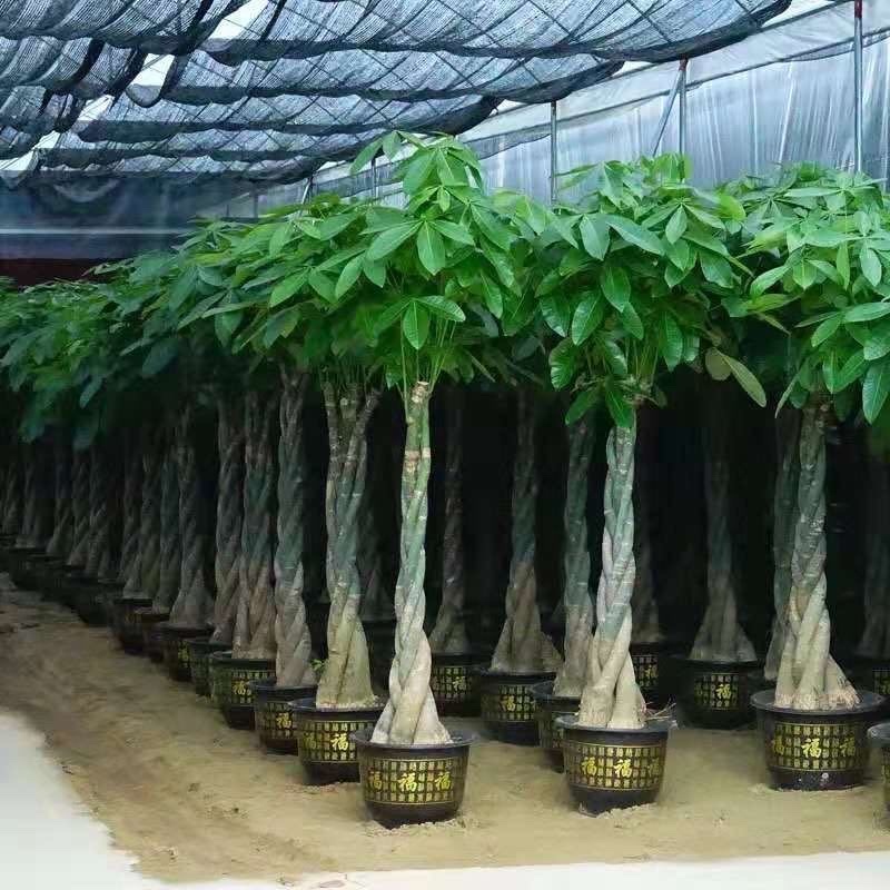 发财树批批发与零售