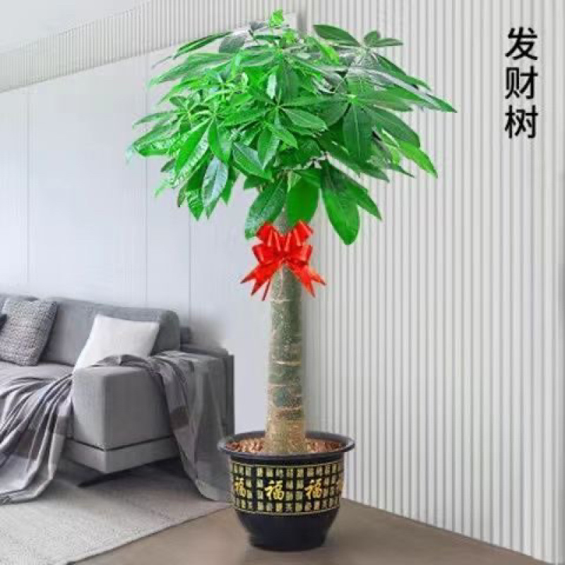 发财树批批发与零售