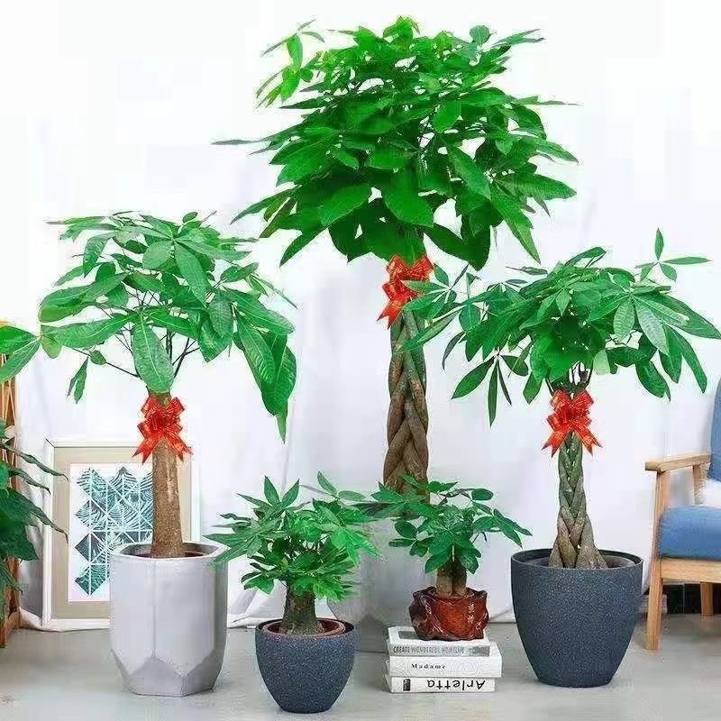 发财树批批发与零售