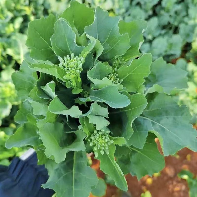 利农2号板蓝油苔种子早中熟颜色翠绿口感软糯香甜抗病强蔬菜
