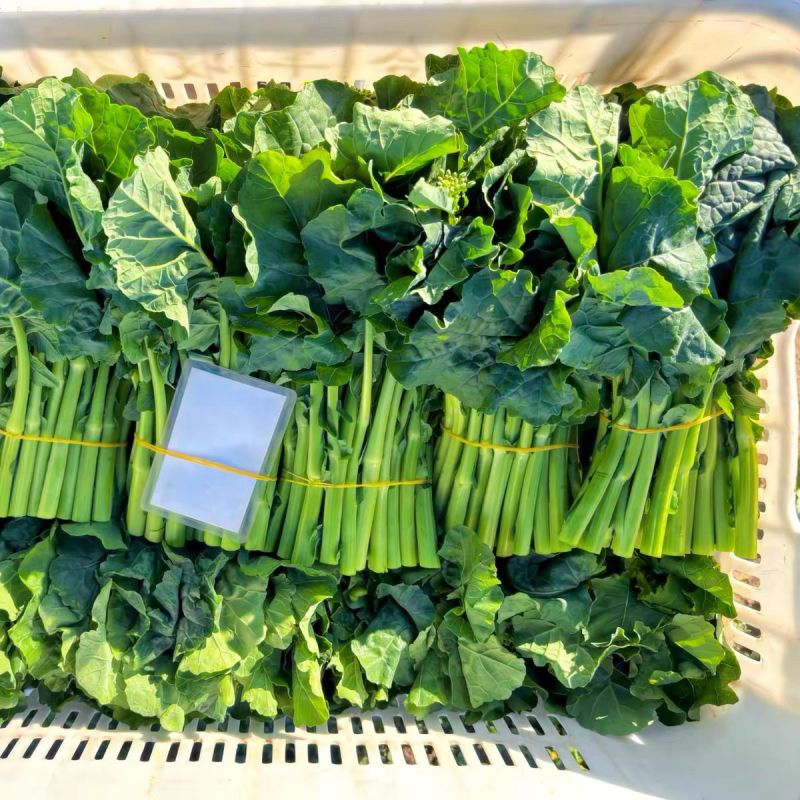 利农2号板蓝油苔种子早中熟颜色翠绿口感软糯香甜抗病强蔬菜