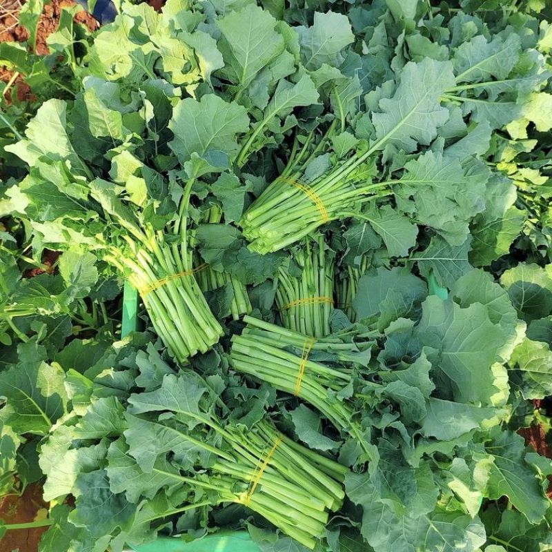 利农2号板蓝油苔种子早中熟颜色翠绿口感软糯香甜抗病强蔬菜