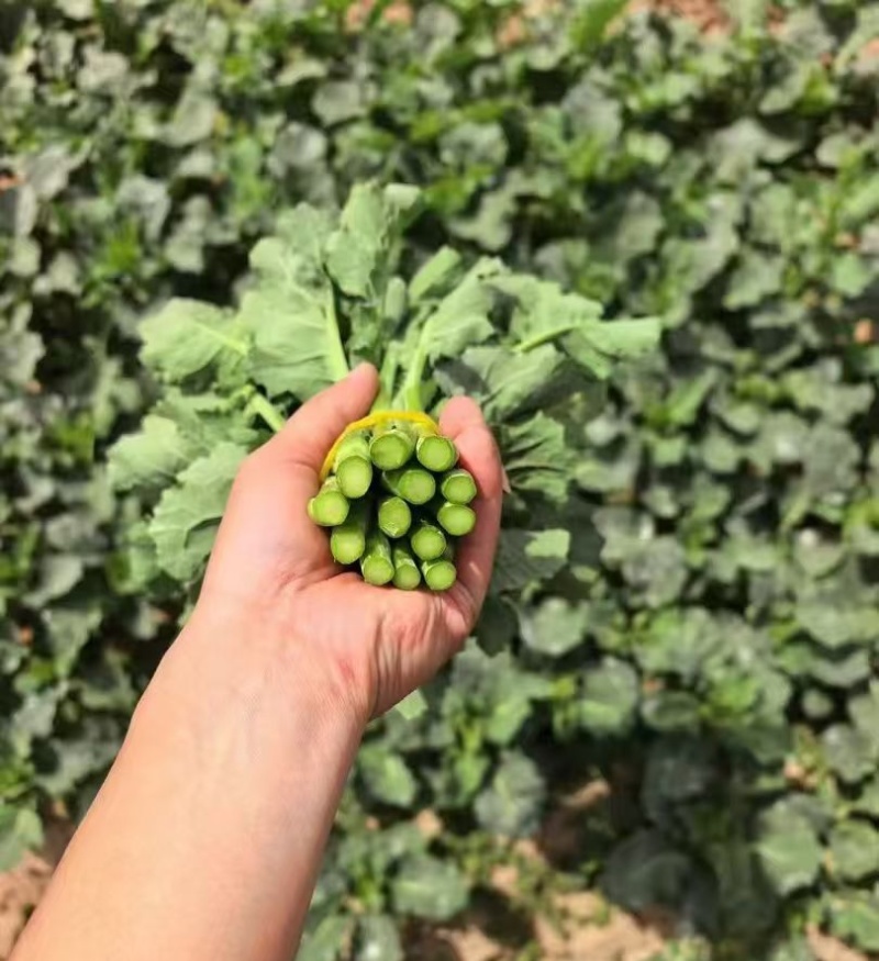 利农2号板蓝油苔种子早中熟颜色翠绿口感软糯香甜抗病强蔬菜