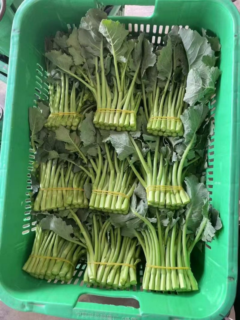 利农2号板蓝油苔种子早中熟颜色翠绿口感软糯香甜抗病强蔬菜
