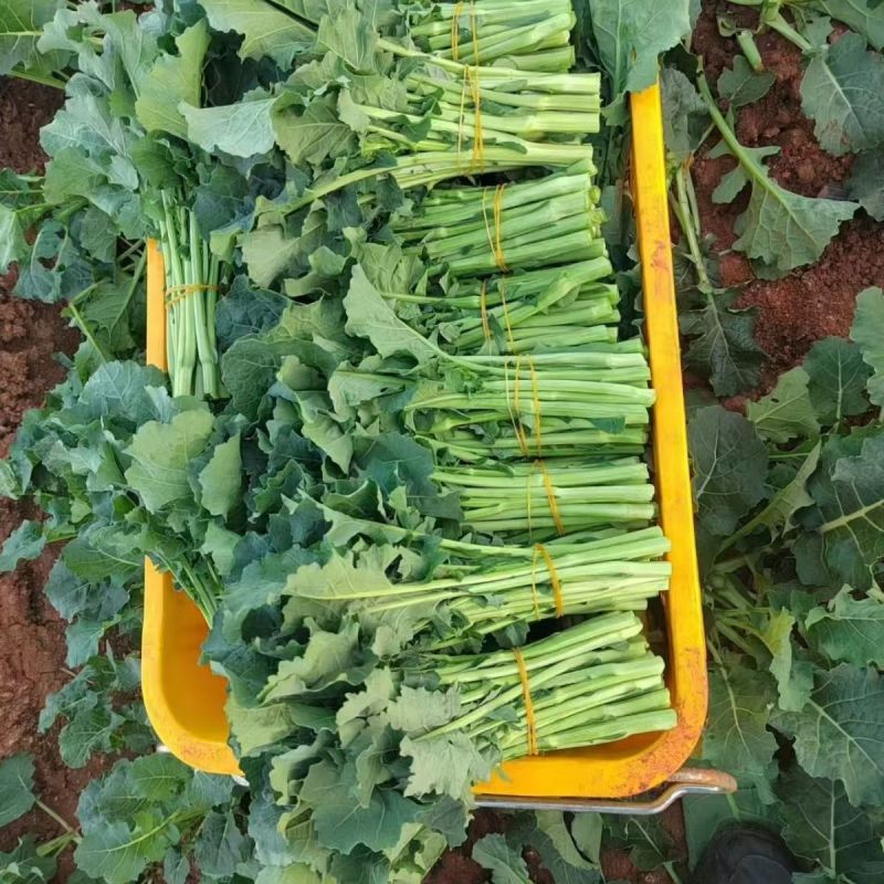 利农2号板蓝油苔种子早中熟颜色翠绿口感软糯香甜抗病强蔬菜