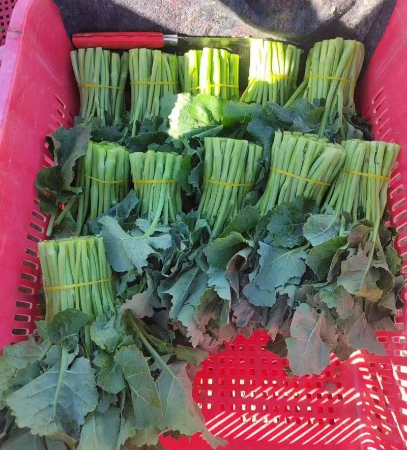利农2号板蓝油苔种子早中熟颜色翠绿口感软糯香甜抗病强蔬菜
