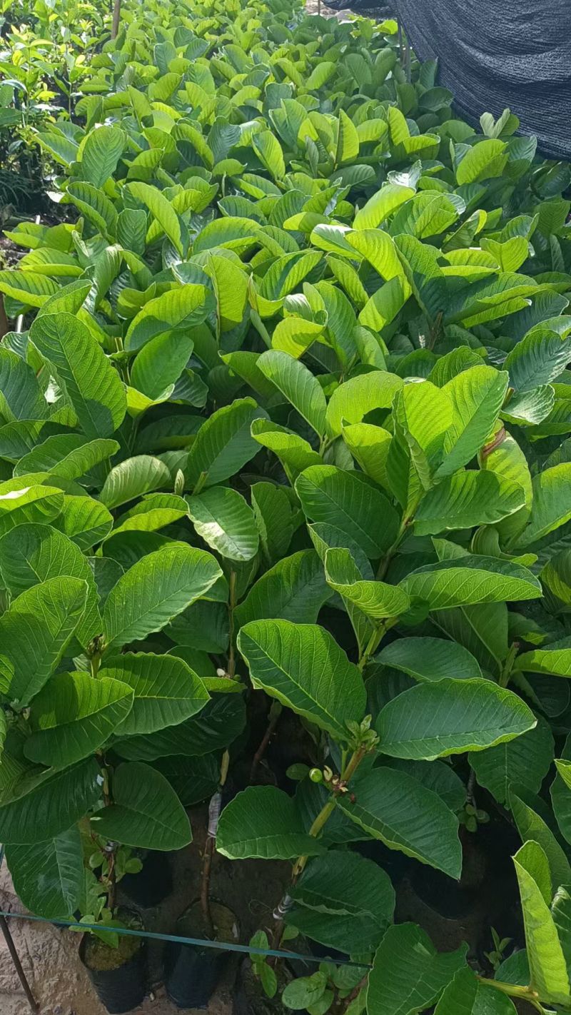 正宗少籽红宝石芭乐母树靠接苗，四季结果