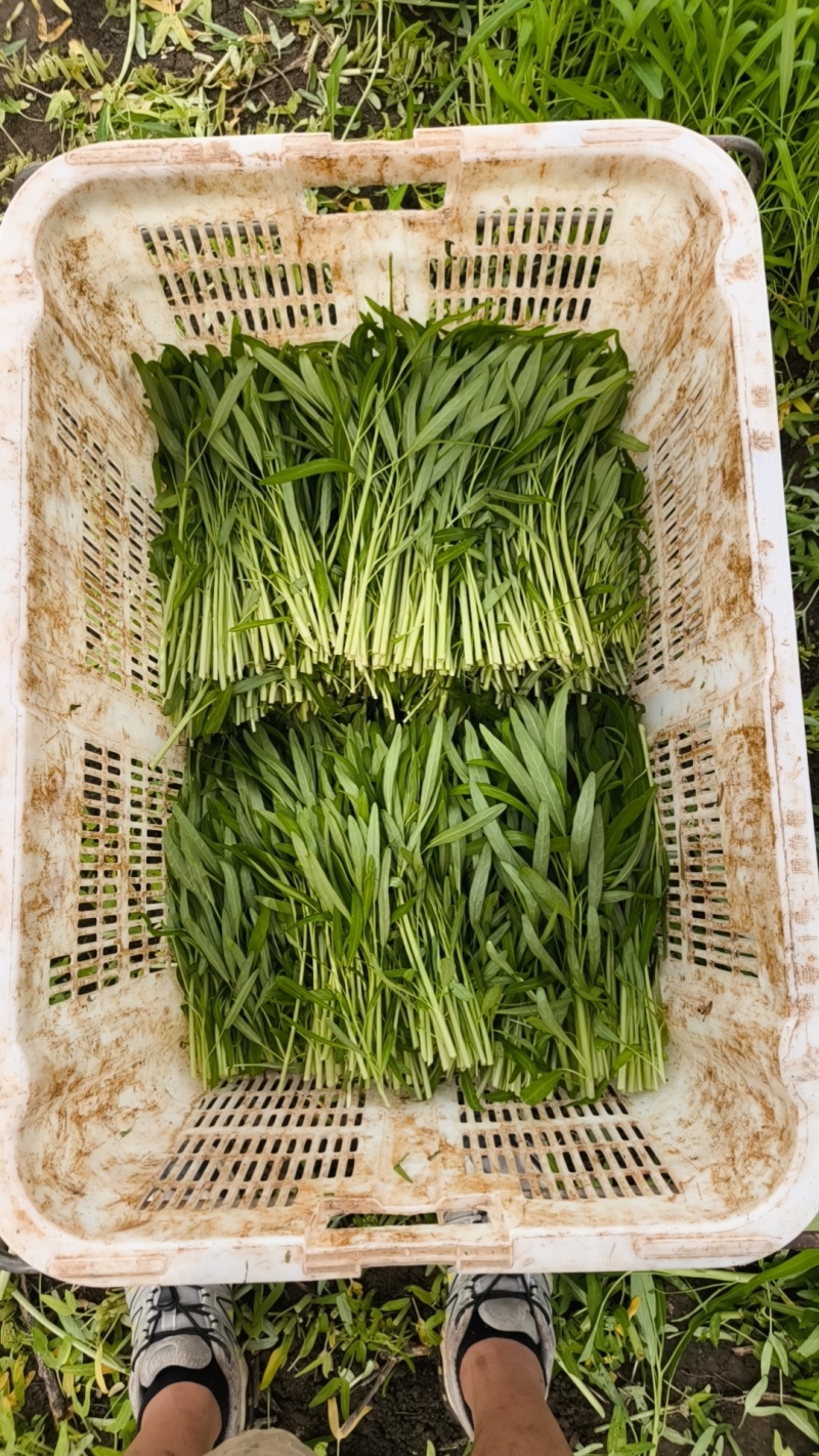 空心菜