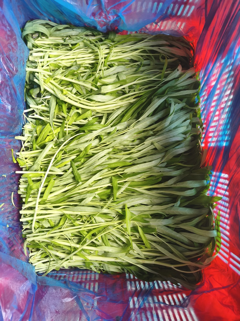 空心菜