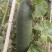 玉田吊瓜大冬瓜