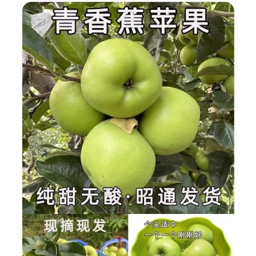 昭通苹果头茬来了2026年“青香蕉”青苹果