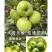 昭通苹果头茬来了2026年“青香蕉”青苹果