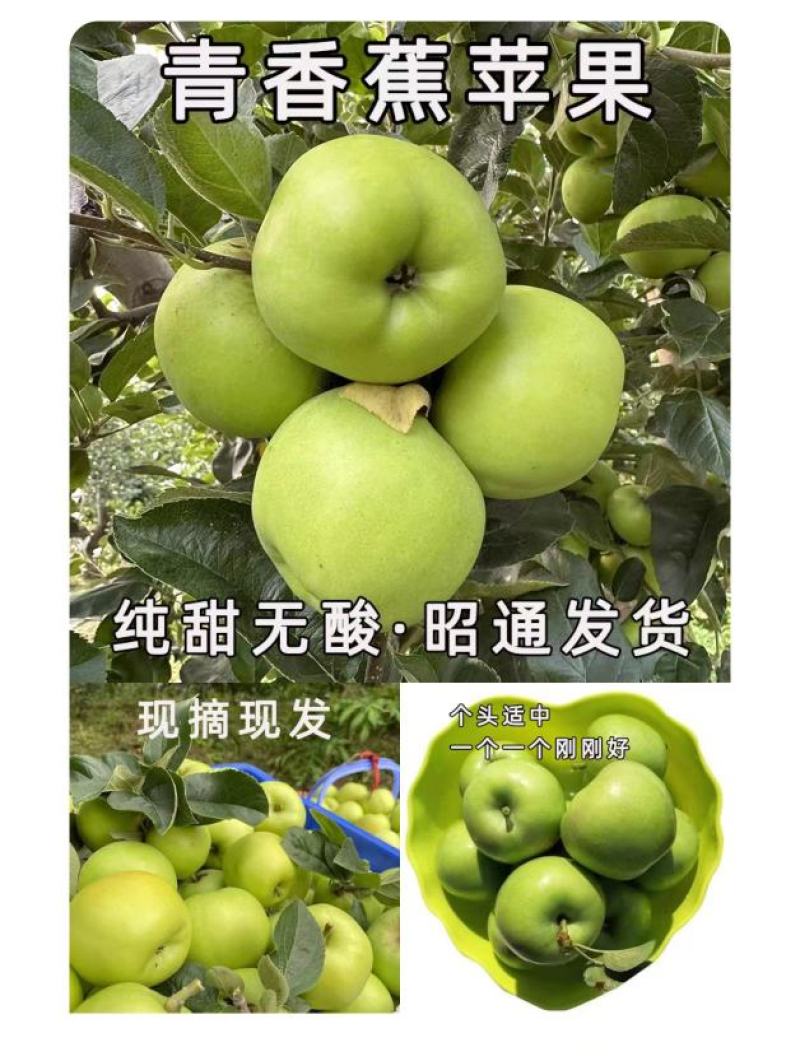 昭通苹果头茬来了2026年“青香蕉”青苹果