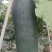 玉田黑皮大冬瓜