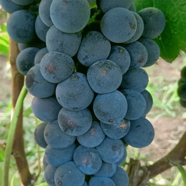 夏黑葡萄
