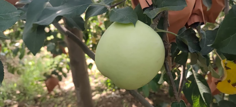 华硕苹果纸袋还没脱袋金果