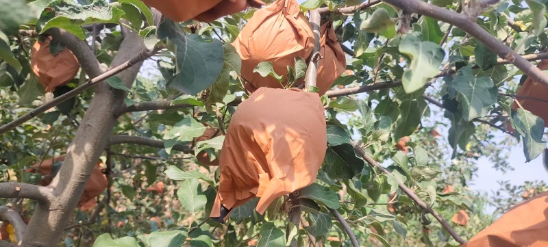 华硕苹果纸袋还没脱袋金果