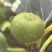 无花果