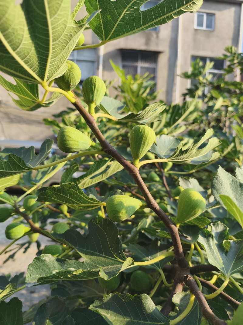 无花果