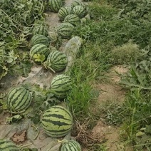 精品美都无籽西瓜，好货继续