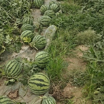 精品美都无籽西瓜，好货继续
