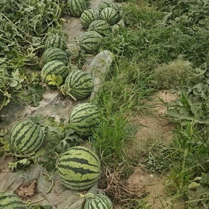 精品美都无籽西瓜，好货继续