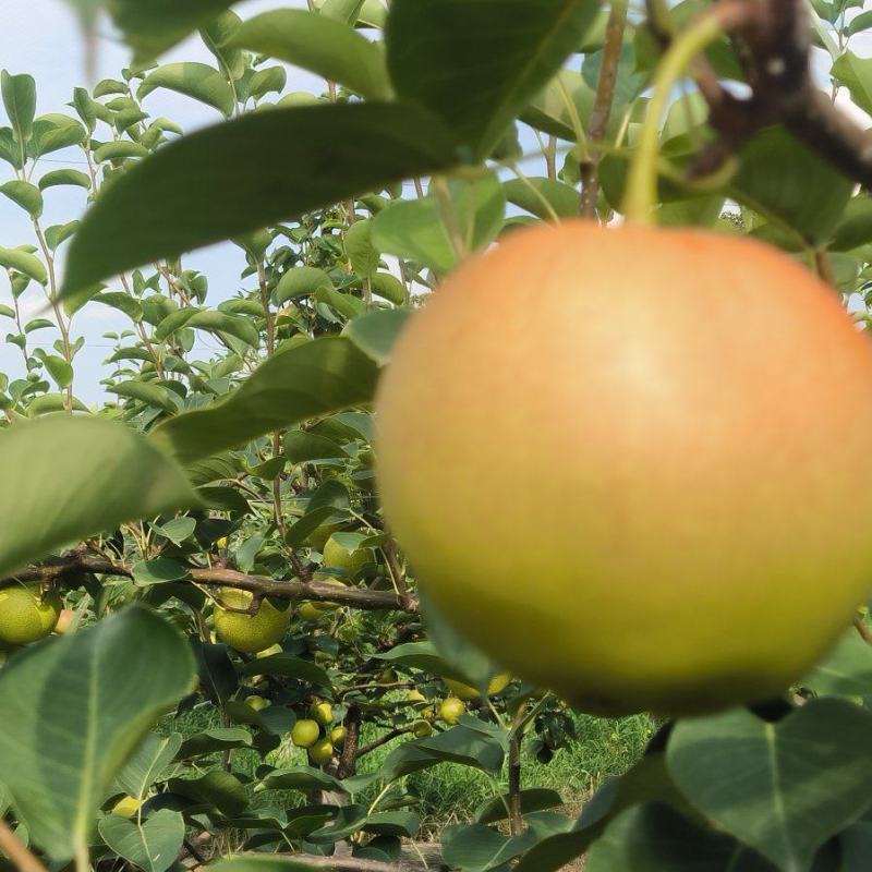 【推荐】陕西早红蜜梨(优系十四)大量上市价格美丽欢迎来电