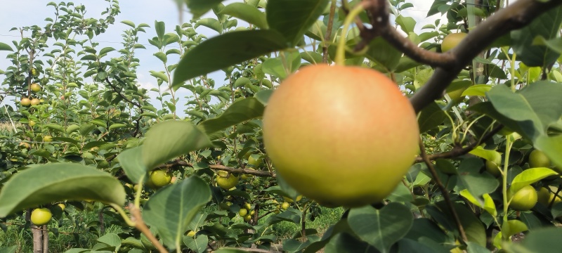 【推荐】陕西早红蜜梨(优系十四)大量上市价格美丽欢迎来电