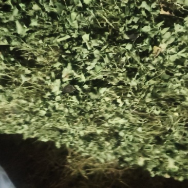 马蹄金，小叶子金钱草，金钱草，铜线草