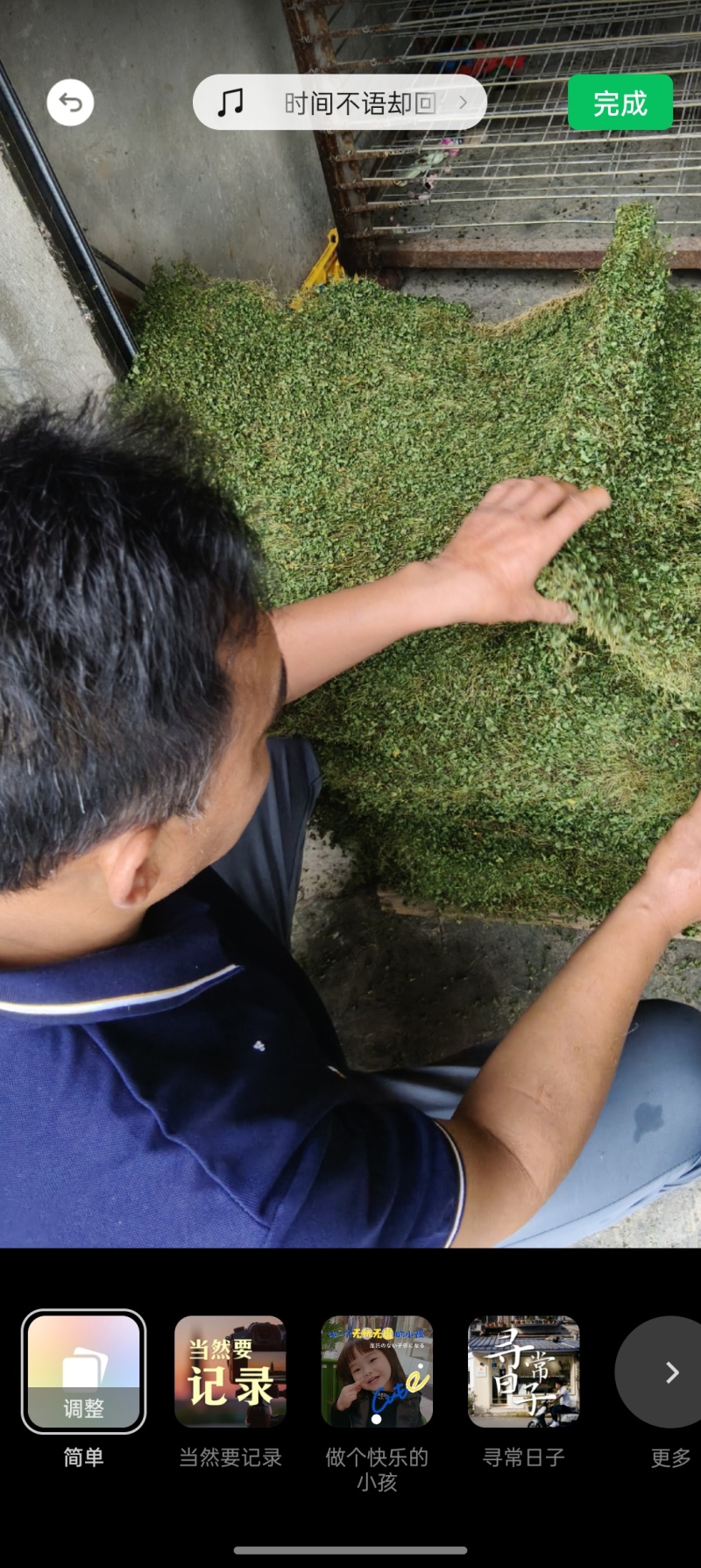 马蹄金，小叶子金钱草，金钱草，铜线草