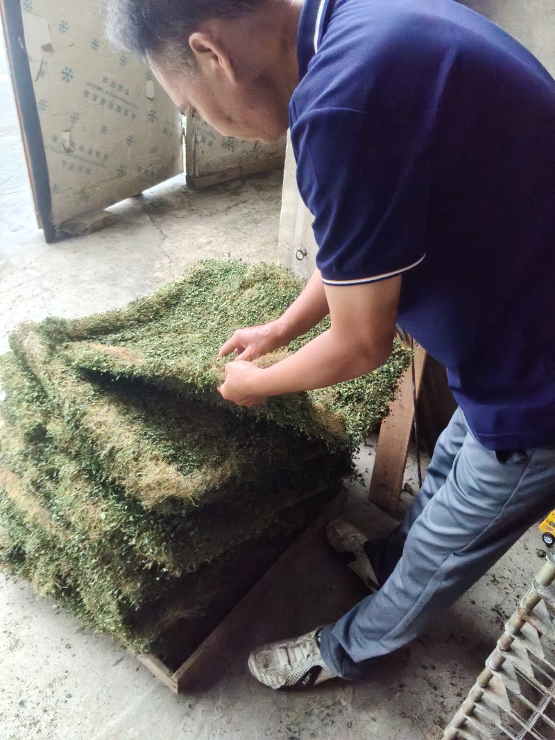 马蹄金，小叶子金钱草，金钱草，铜线草