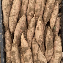 白哈蜜红薯