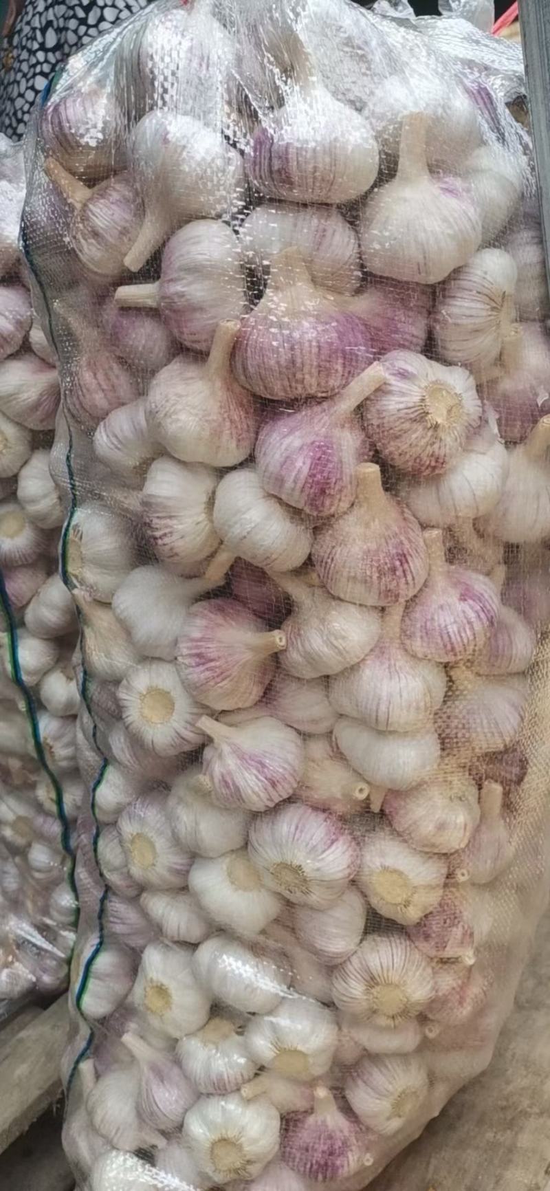 推荐（优质精品紫皮大蒜）品种齐全全国发货