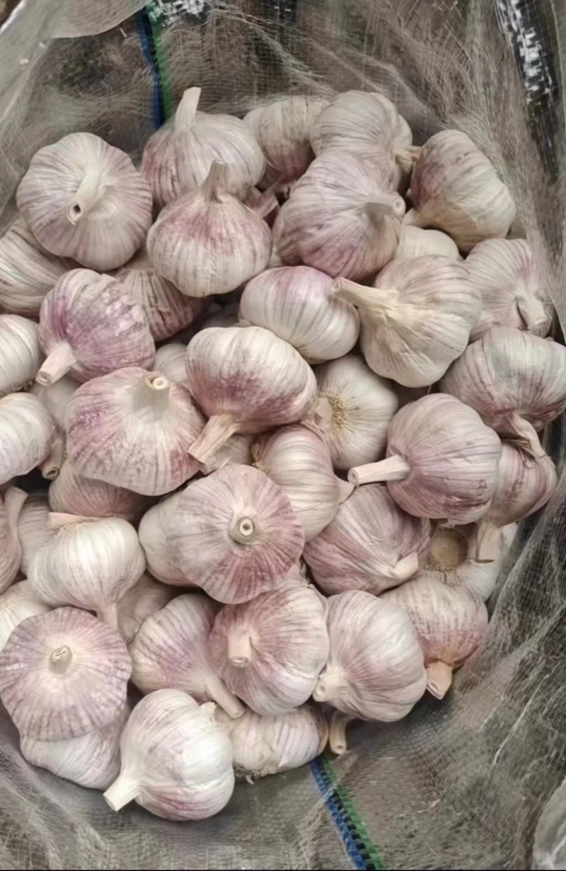推荐（优质精品紫皮大蒜）品种齐全全国发货