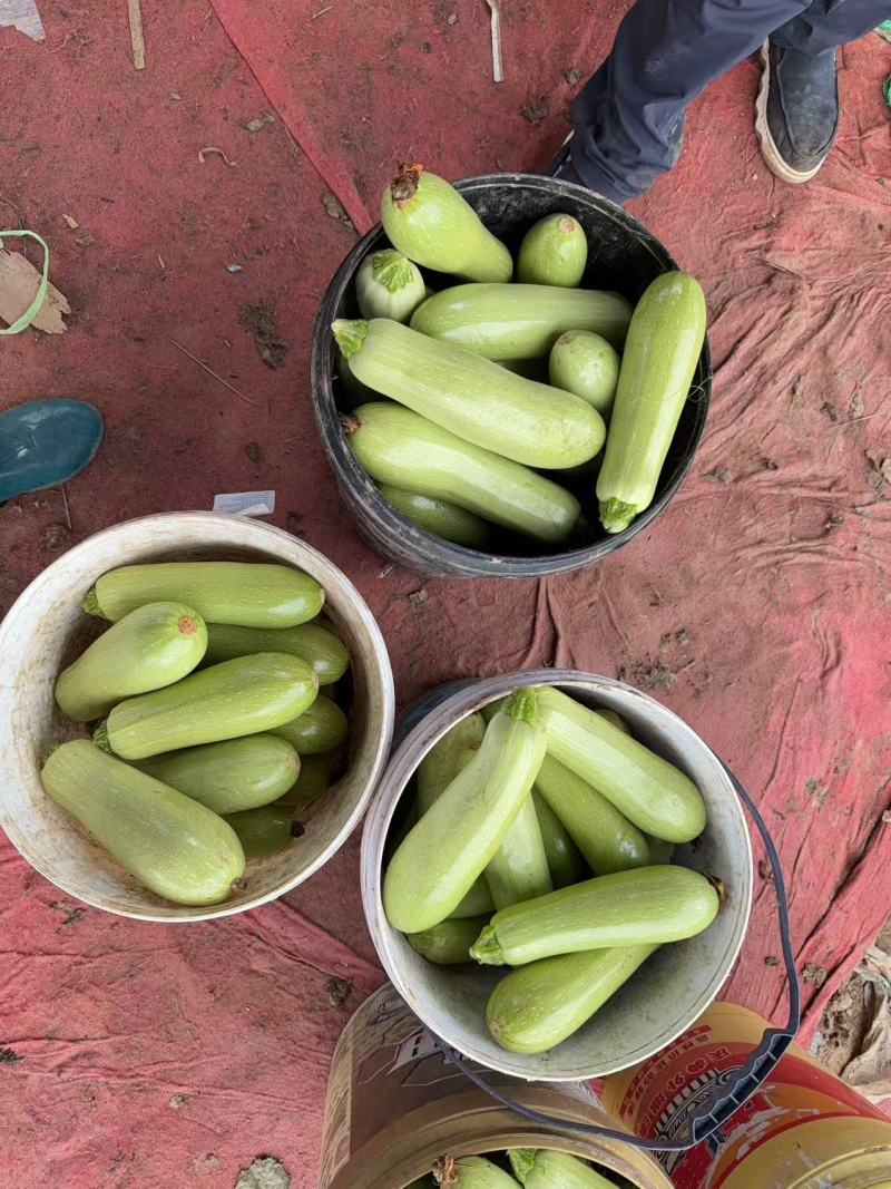精品西胡芦，价格不高