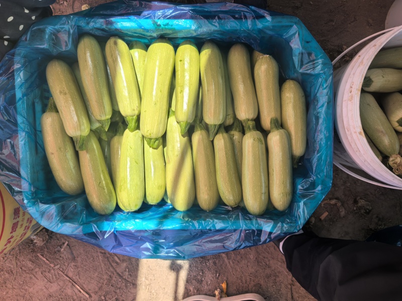 精品西胡芦，价格不高