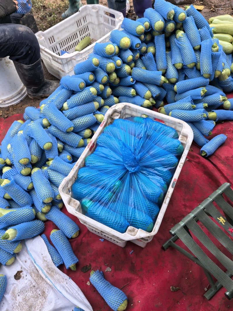 精品西胡芦，价格不高