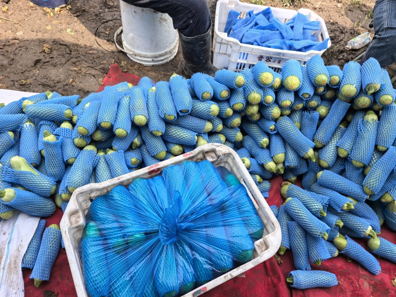 精品西胡芦，价格不高