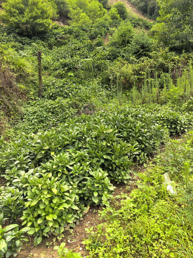 大青叶（南板蓝根）