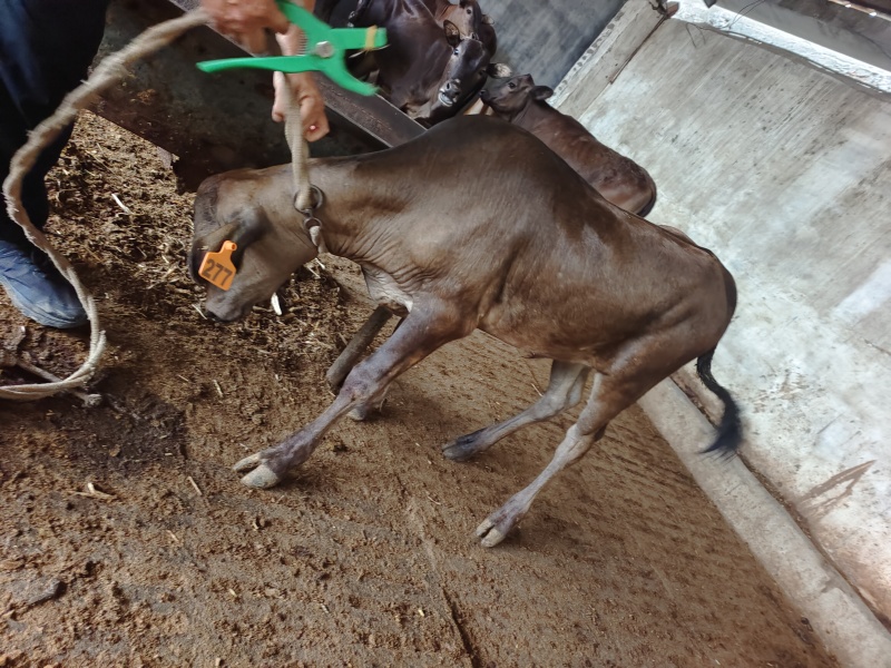 广西桂林12头肉牛犊