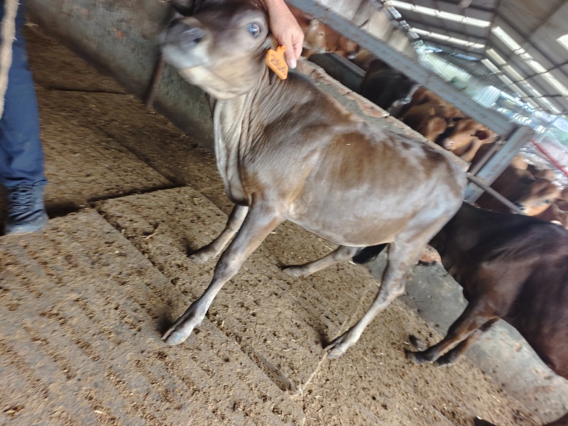 广西桂林12头肉牛犊