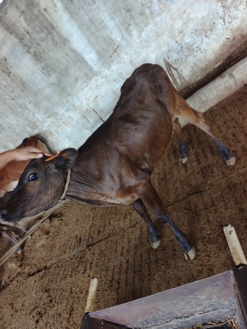 广西桂林12头肉牛犊