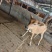 广西桂林12头肉牛犊